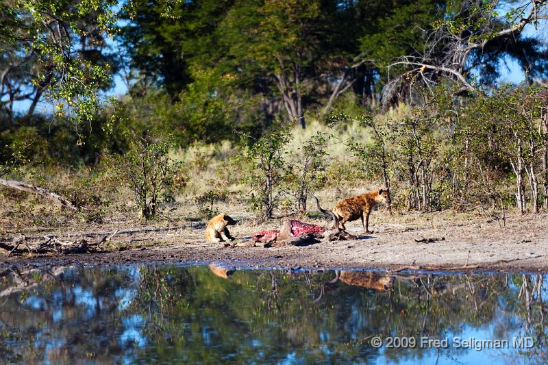 20090617_080630 D3 X1.jpg - Hyena Feeding Frenzy Part 1.  A group of 4-5 hyenas are feeding on a dead Kudu.  This set of about 12 photos are over a period of an hour, approximately 8-9 AM.  Whether the hyenas made the kill or not could not be established